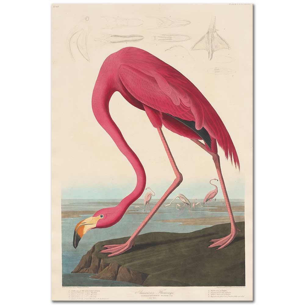 John James Audubon Amerikan Flamingosu Kanvas Tablo
