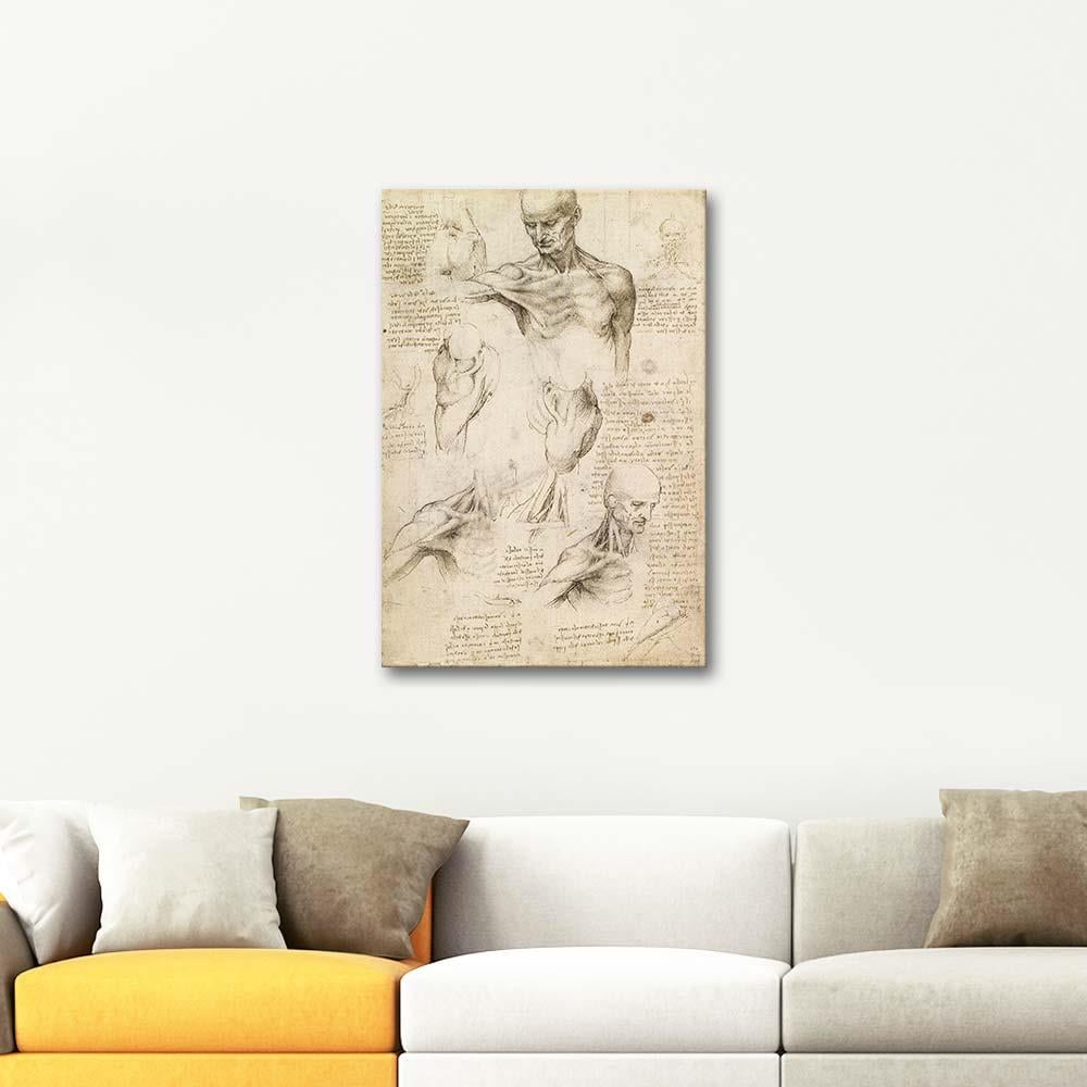 Anatomical Studies of a Male Shoulder by Leonardo da Vinci as Art Print
