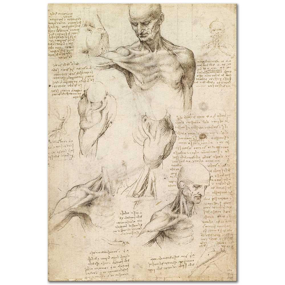Anatomical Studies of a Male Shoulder by Leonardo da Vinci