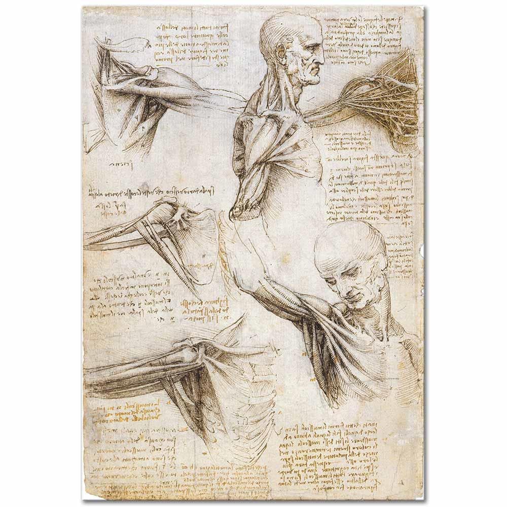 Anatomical Studies of the Shoulder by Leonardo da Vinci