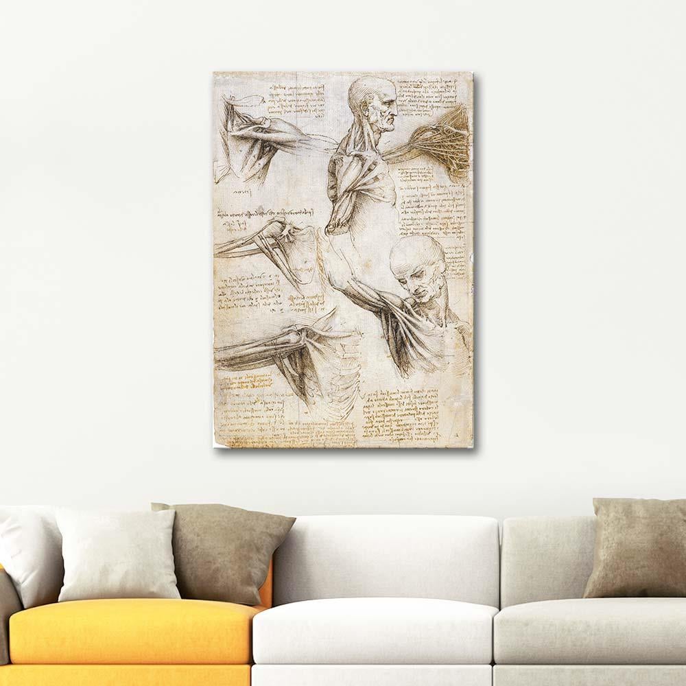 Anatomical Studies of the Shoulder by Leonardo da Vinci as Art Print