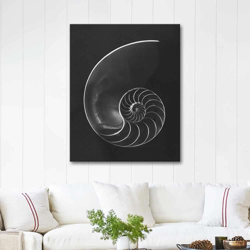 Andreas Feininger Nautilus Pompilius Art Print