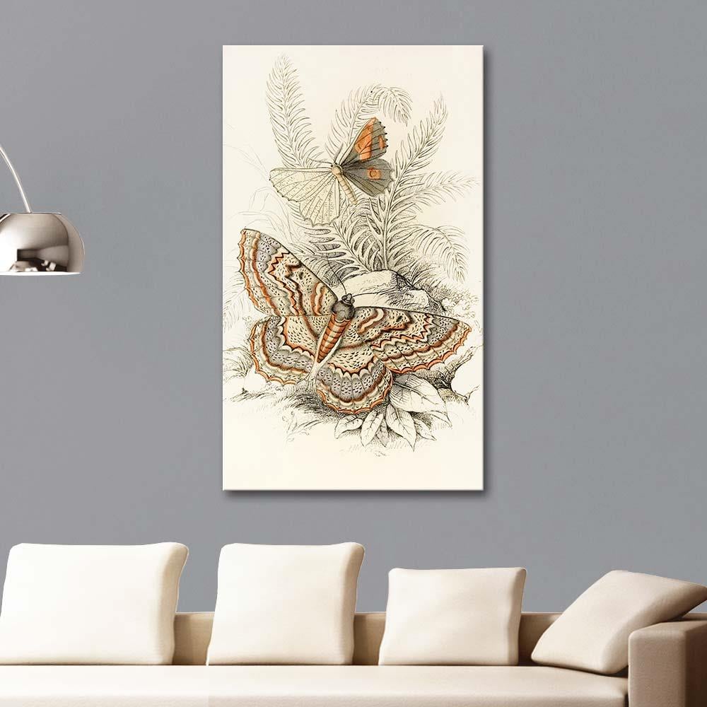 James Duncan Angerona prunaria, Alcis scolopacea Kelebekleri Kanvas Tablo