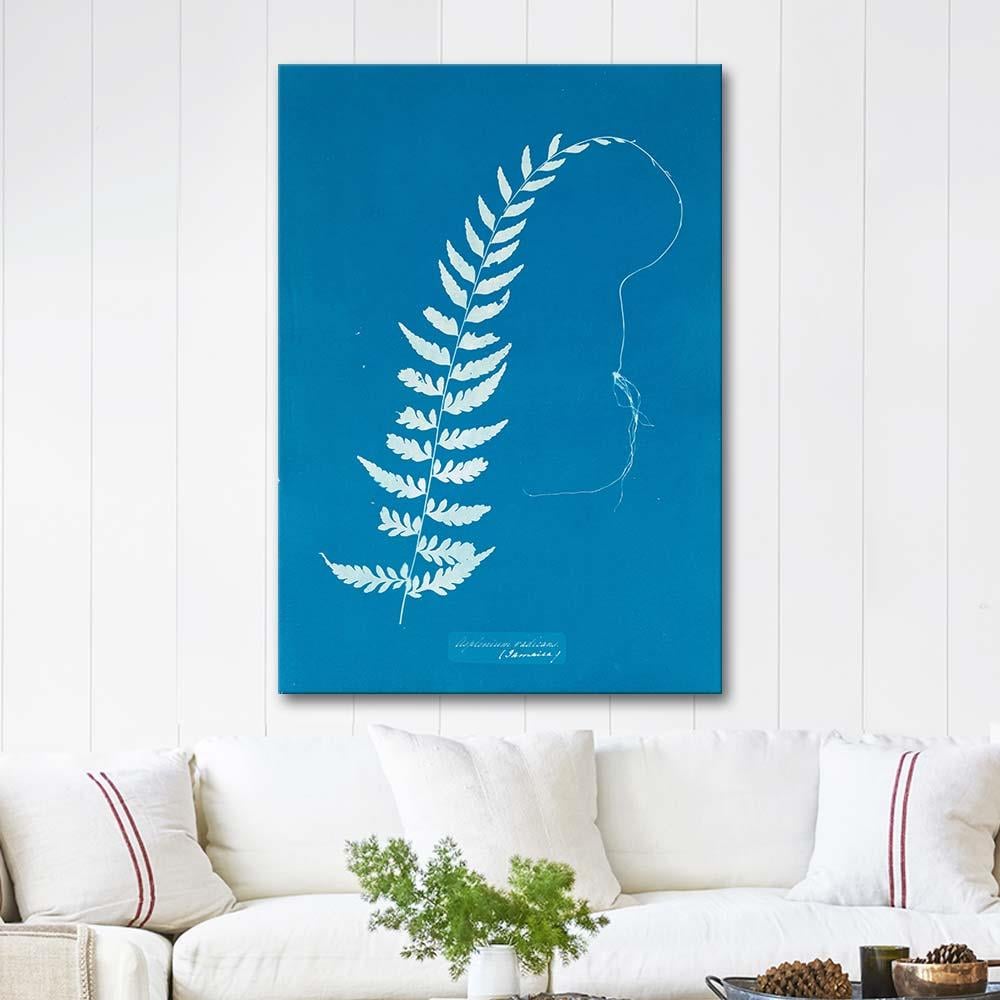 Anna Atkins Asplenium Radicans Art Print