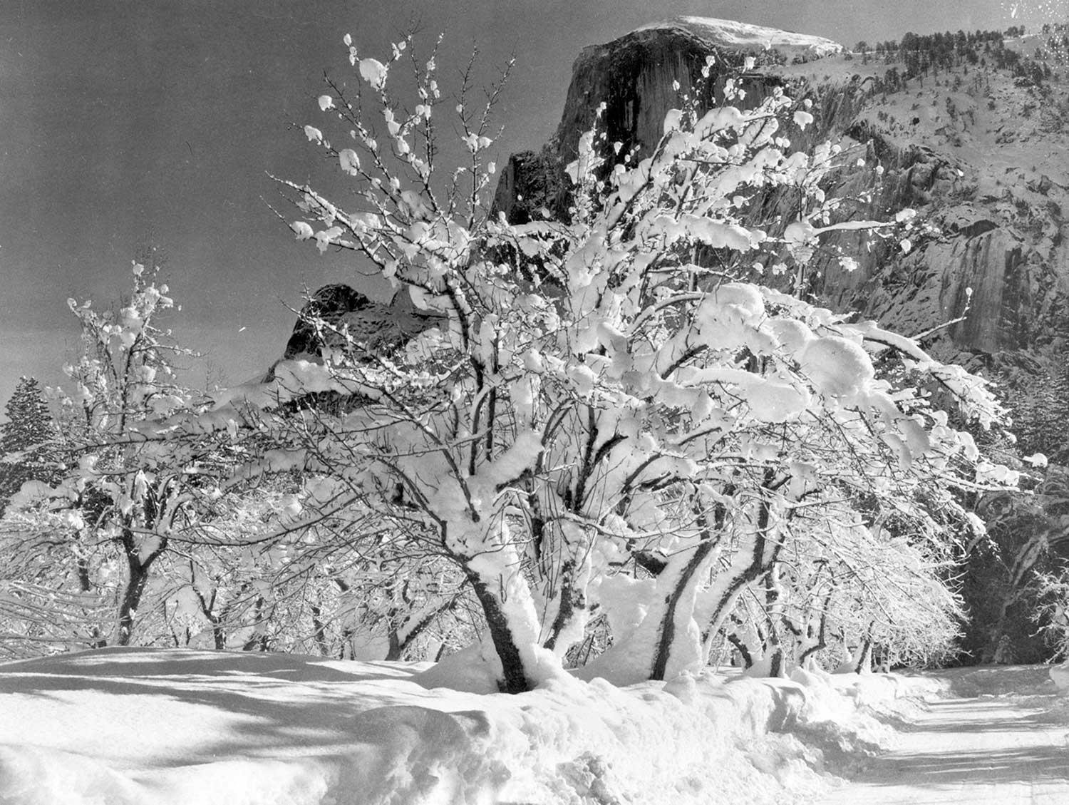Ansel Adams Elma Ağacı Yosemite Kanvas Tablo