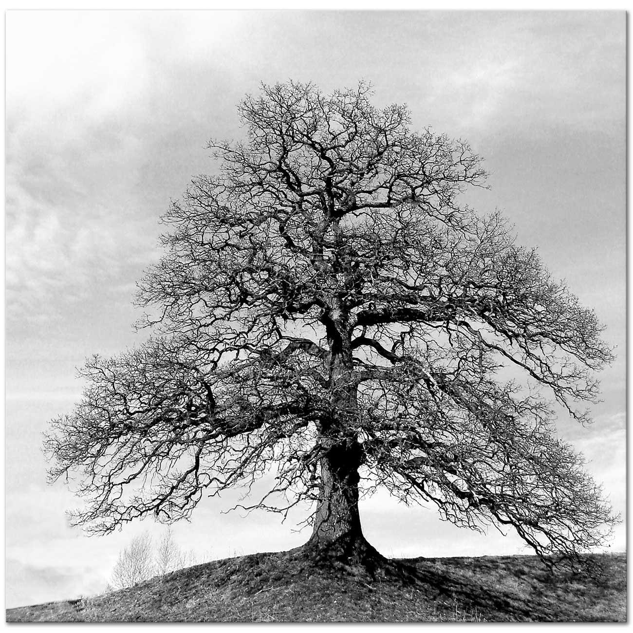 Tree by Ansel Adams