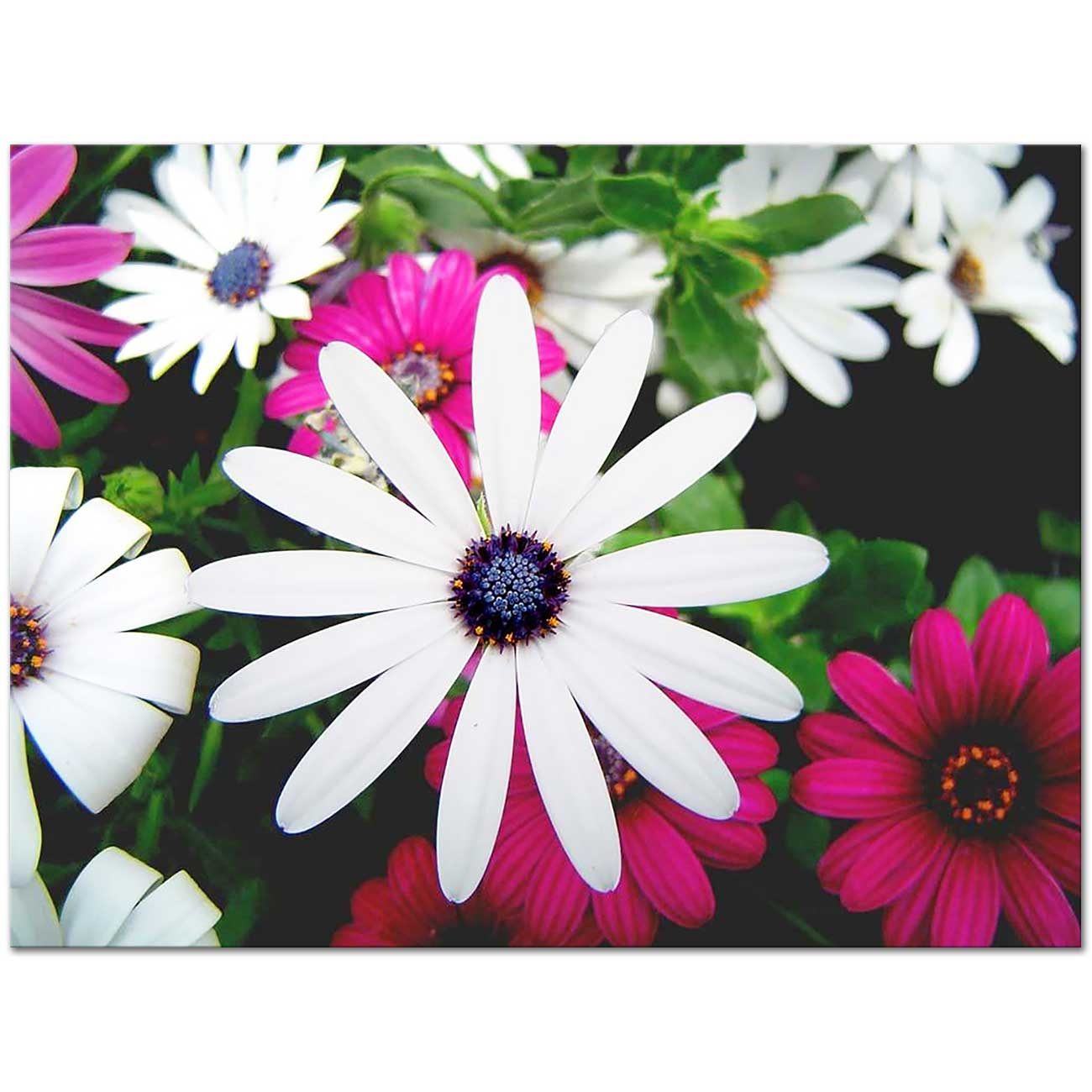 Papatya Anthemis Kanvas Tablo