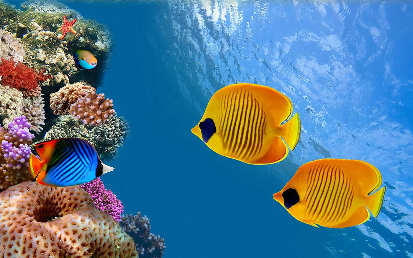 Akvaryum Kanvas Tablo