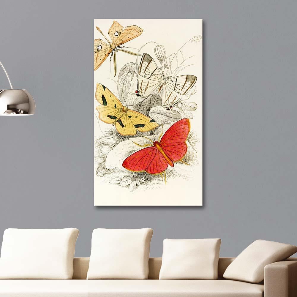 James Duncan Asthenia podaliriaria, Macrotes netrix Kelebekleri Kanvas Tablo