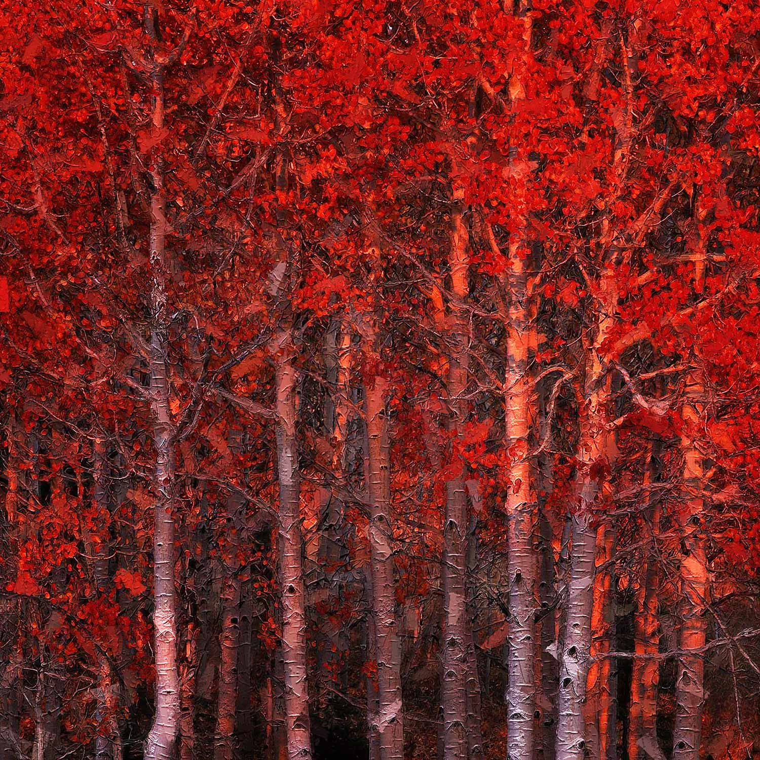 Autumn Scarlet Art Print