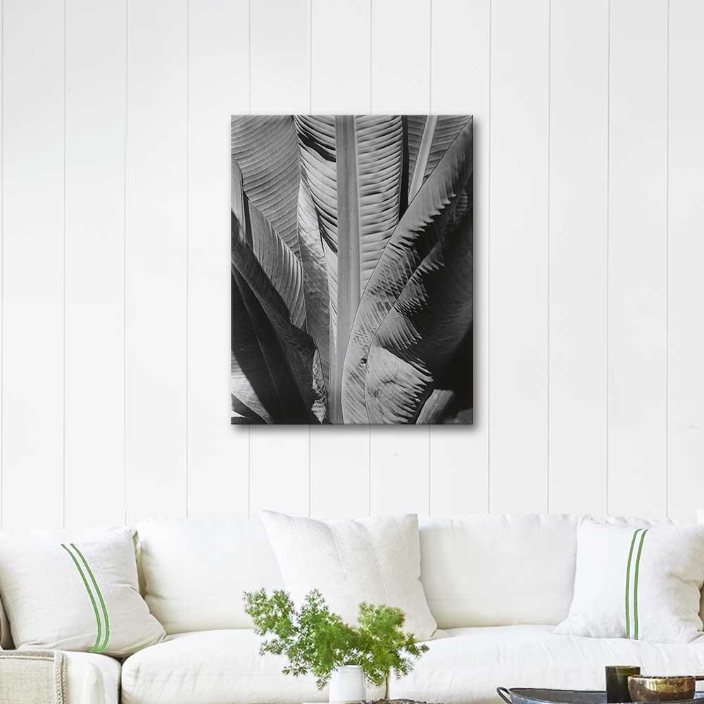 Banana Plant by Imogen Cunningham as Art Print