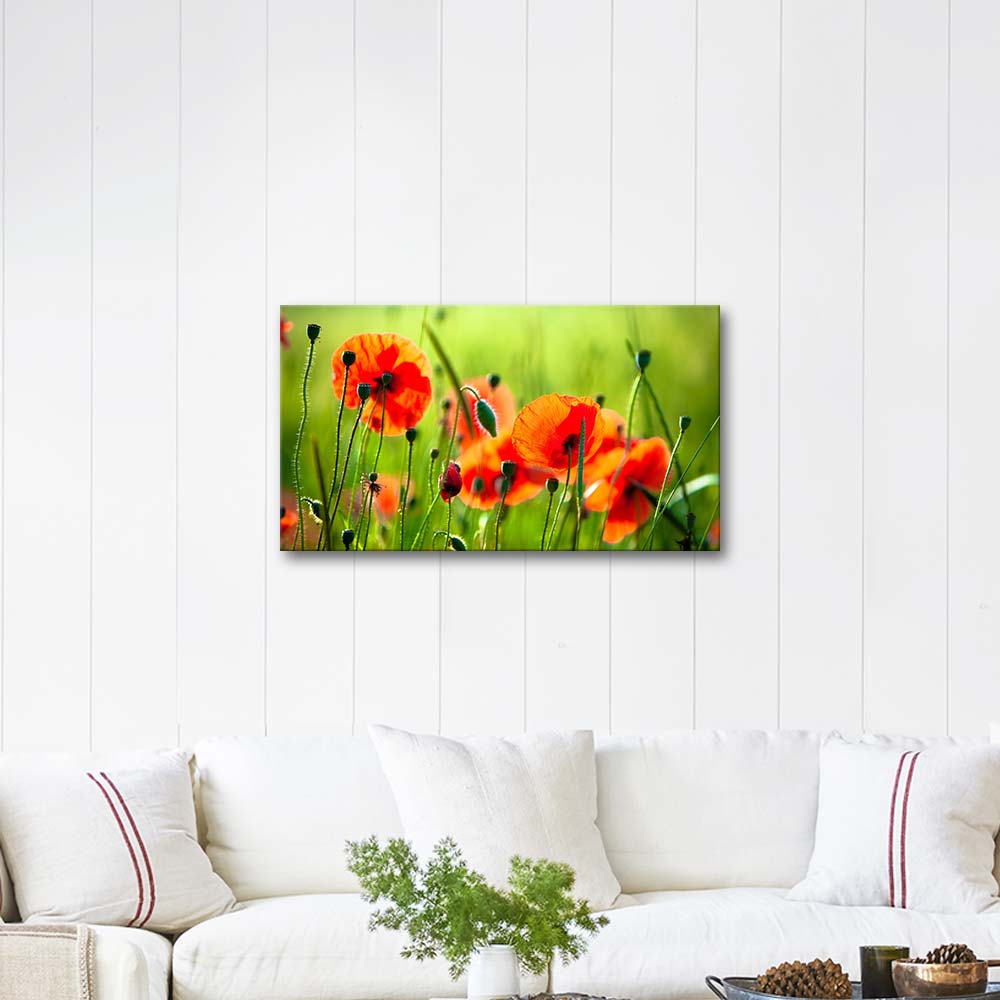 Beautiful Poppies Art Print