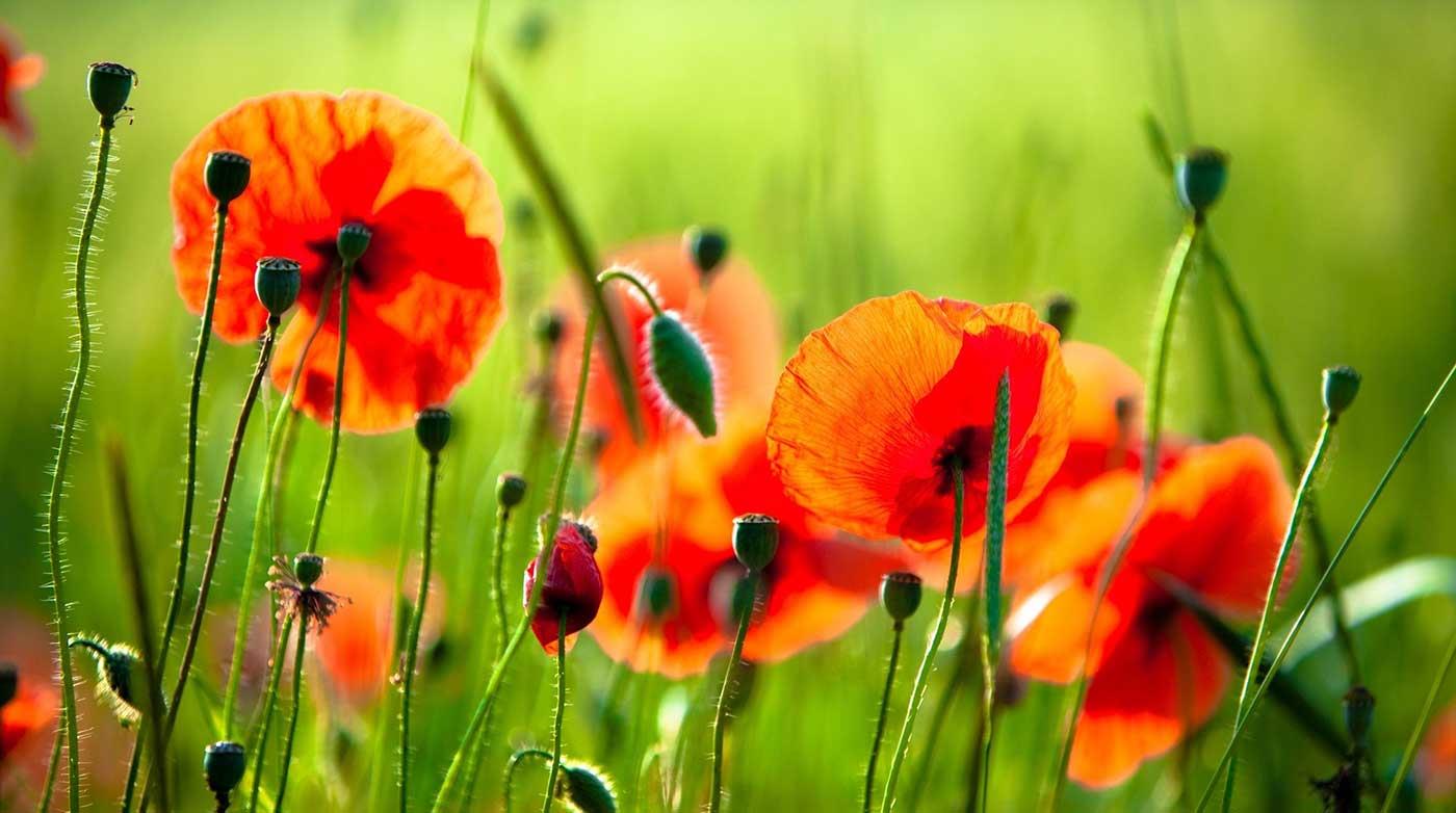 Güzel Gelincikler Kanvas Tablo