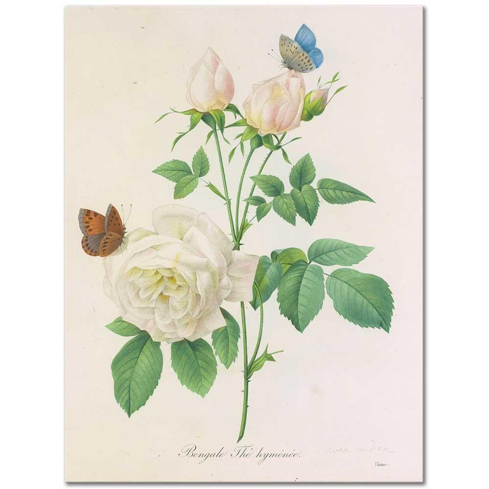 Pierre Joseph Redoute Bengal Gülü Kanvas Tablo