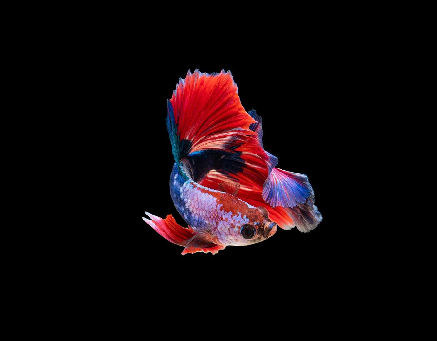 Betta Fish
