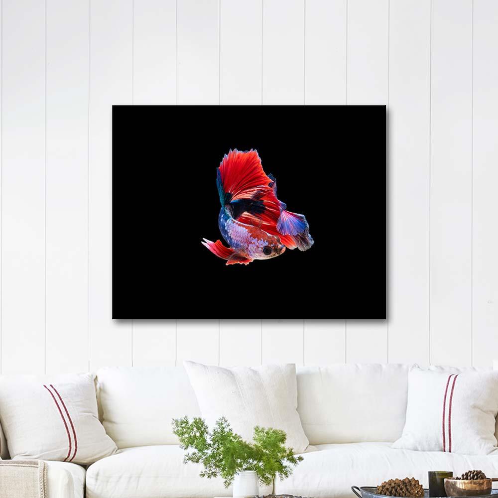 Betta Fish as Art Print