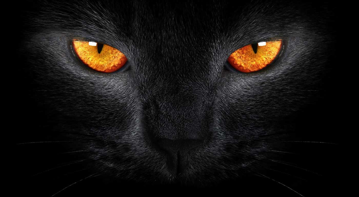 Siyah Kedi Kanvas Tablo