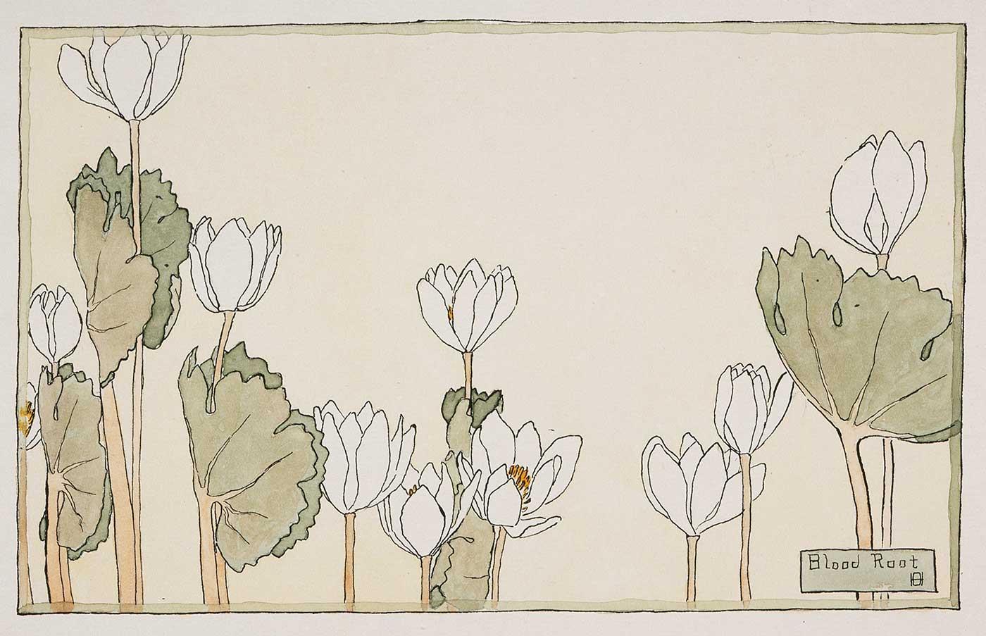 Bloodroot by Hannah Borger Overbeck
