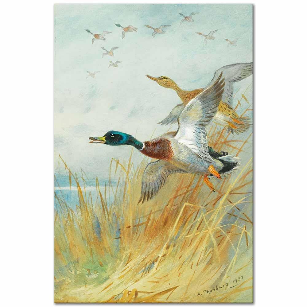 Archibald Thorburn Havalanan Yeşilbaşlı Ördekler Kanvas Tablo