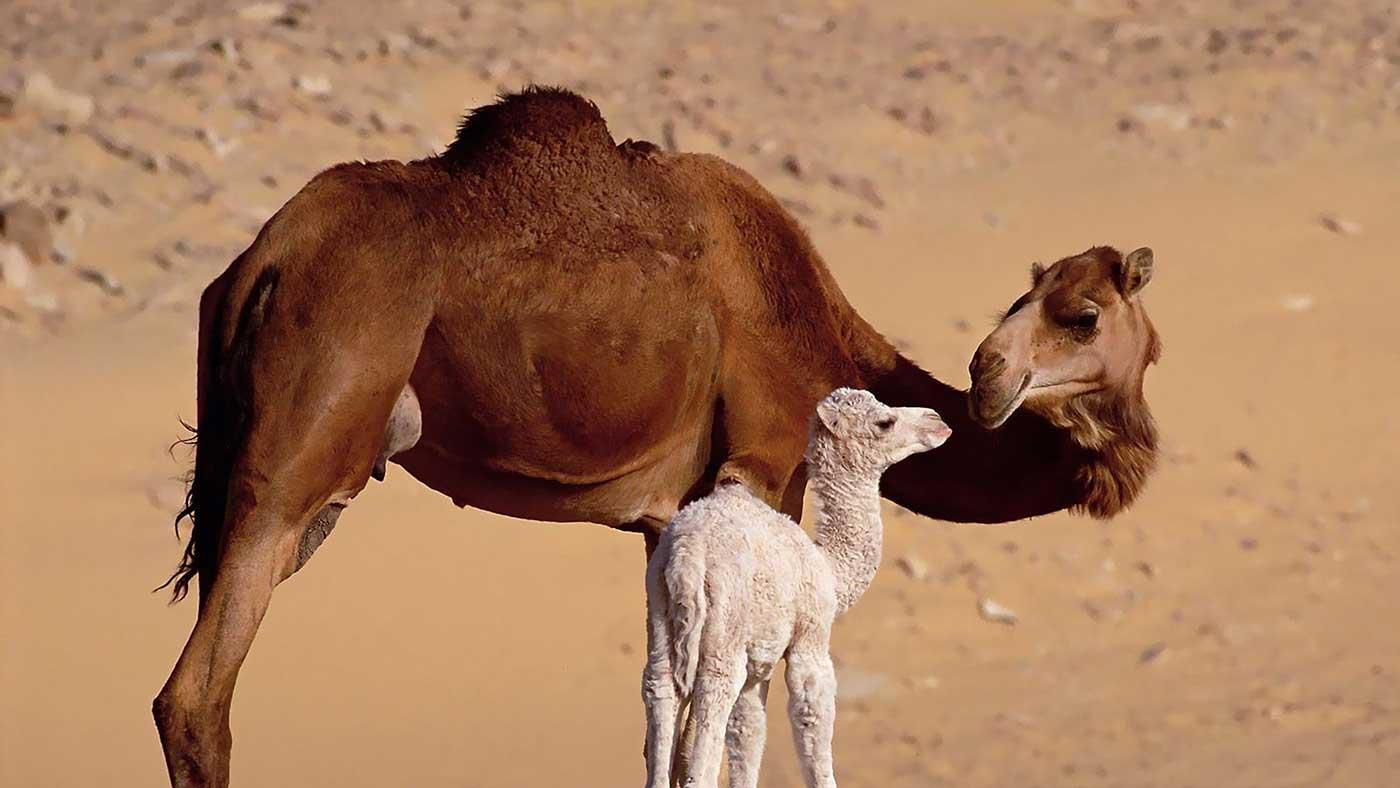 Deve Ve Yavrusu Kanvas Tablo