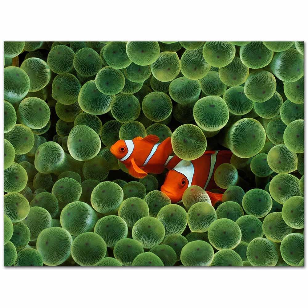 Palyaço Balığı Kanvas Tablo