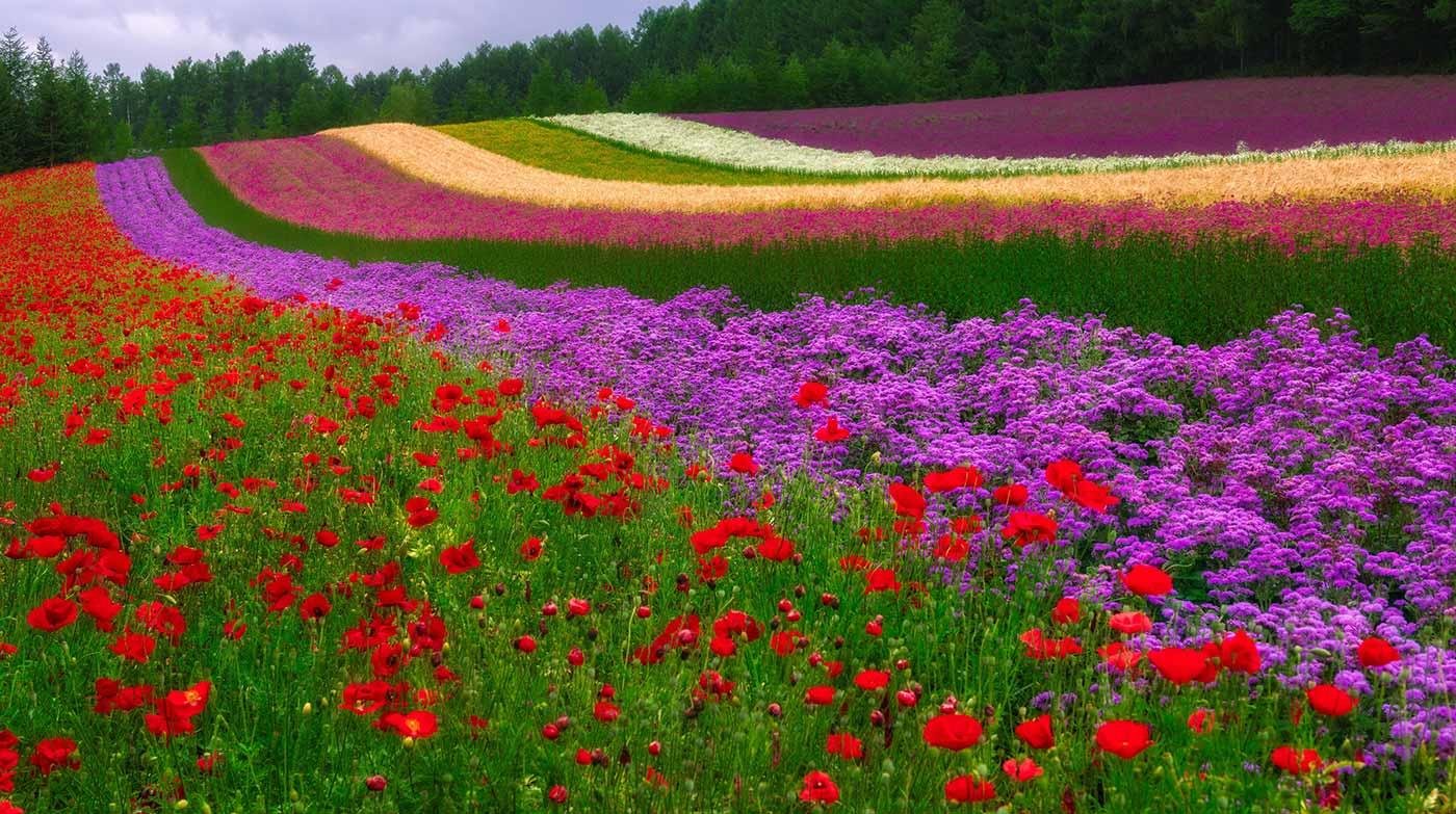 Colorful Dreams