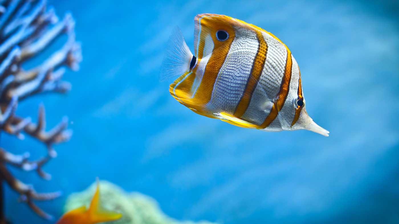 Copperband Butterflyfish