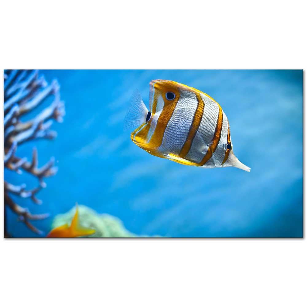 Copperband Butterflyfish as Art Pint