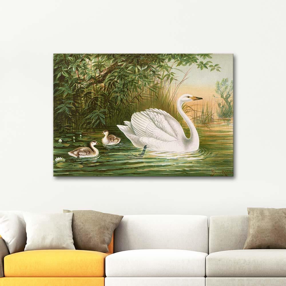 Cygnus Cygnus - Whooper Swan by Johann Friedrich Naumann as Art Print