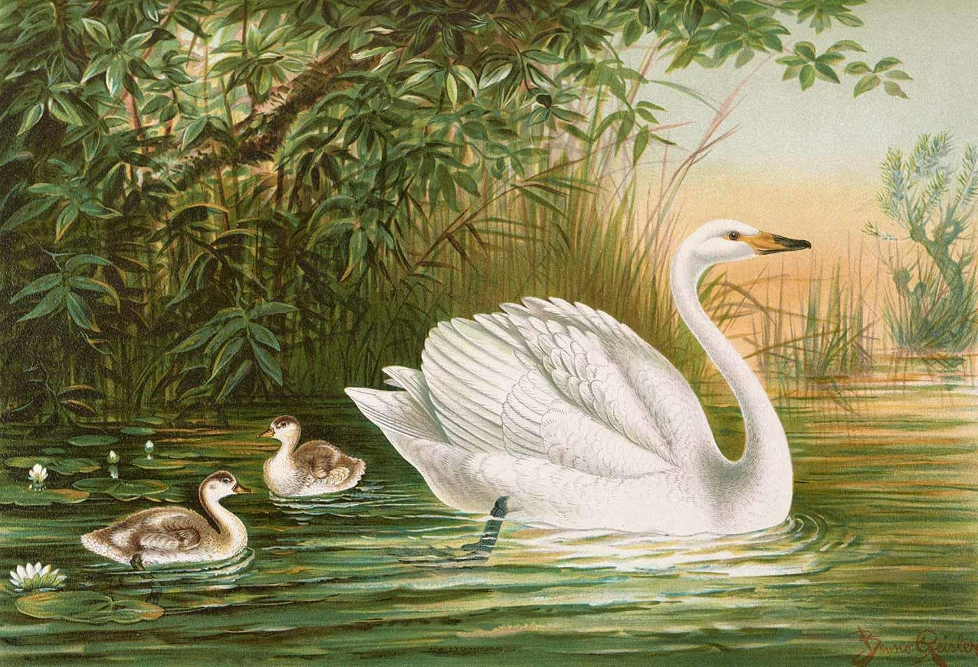 Cygnus Cygnus - Whooper Swan by Johann Friedrich Naumann as Art Print
