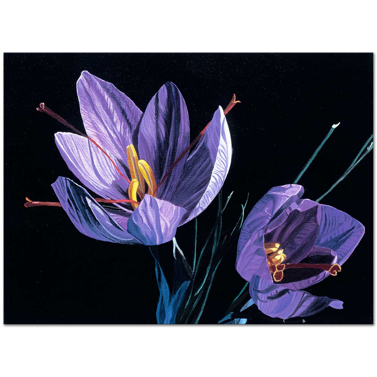 Dagmar Gogdun Saffron Crocus Art Print