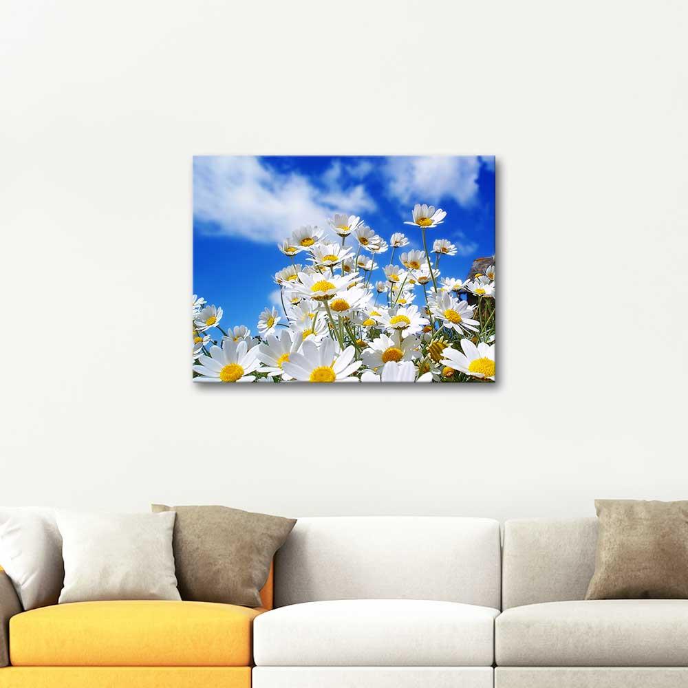 Daisy Field as Art Print
