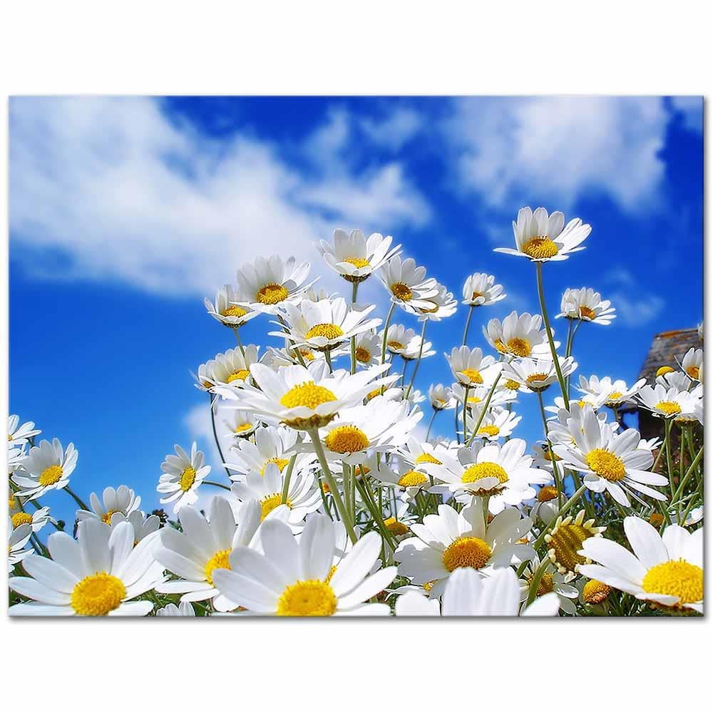 Daisy Field as Art Print