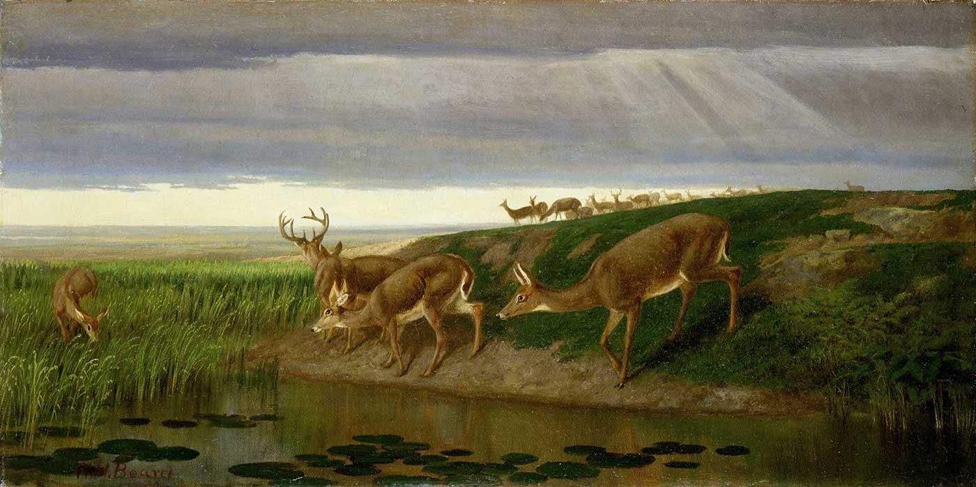 Deer on the Prairie by William Holbrook Beard