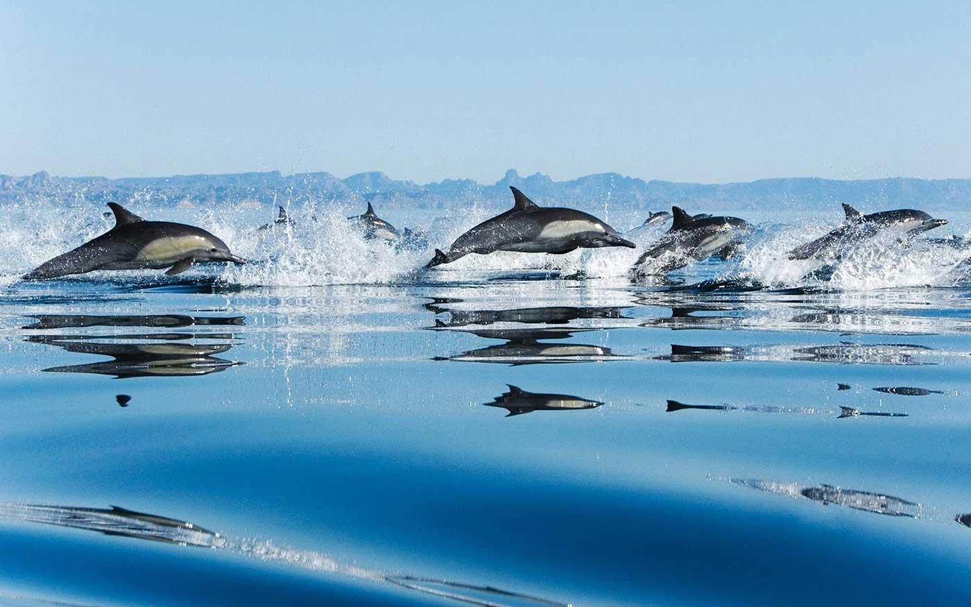 Dolphins