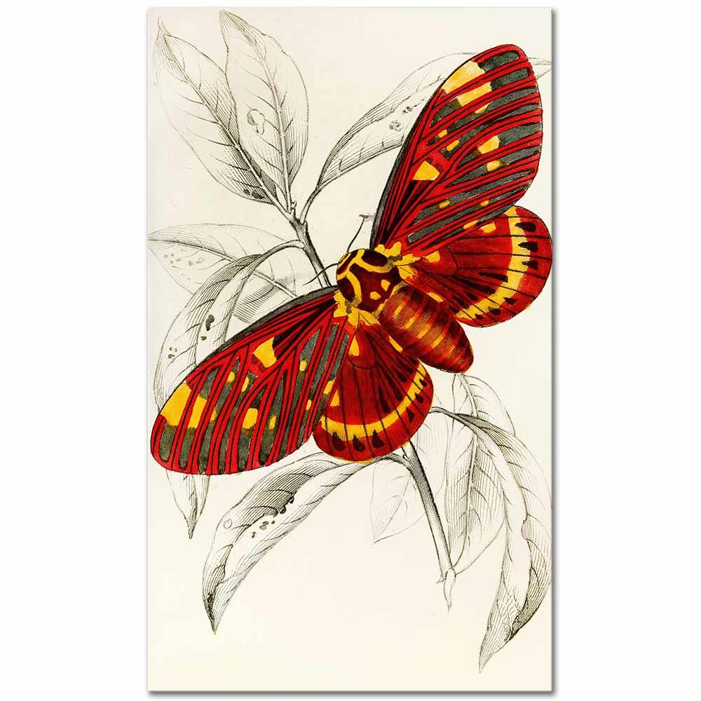 James Duncan Dorycampa Regalis Kelebeği Kanvas Tablo