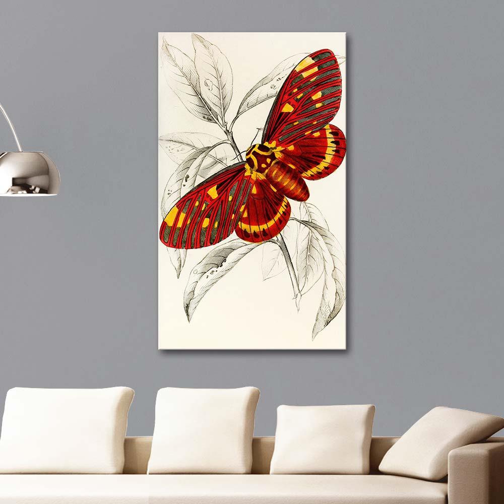 James Duncan Dorycampa Regalis Kelebeği Kanvas Tablo