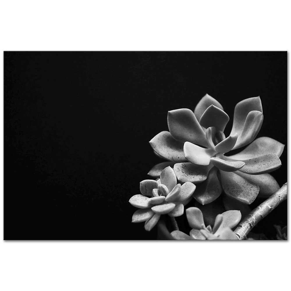 Edward Weston Karanlıkta Eçeverya Çiçeği Kanvas Tablo