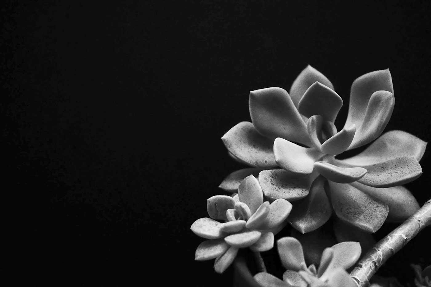 Edward Weston Karanlıkta Eçeverya Çiçeği Kanvas Tablo