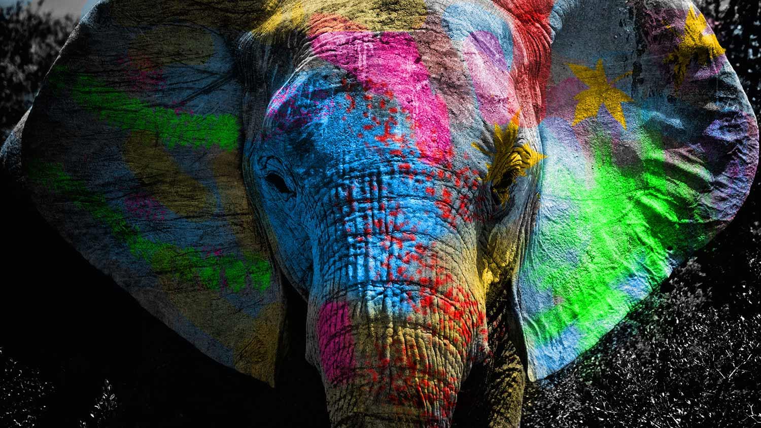 Elephant at Color Festival
