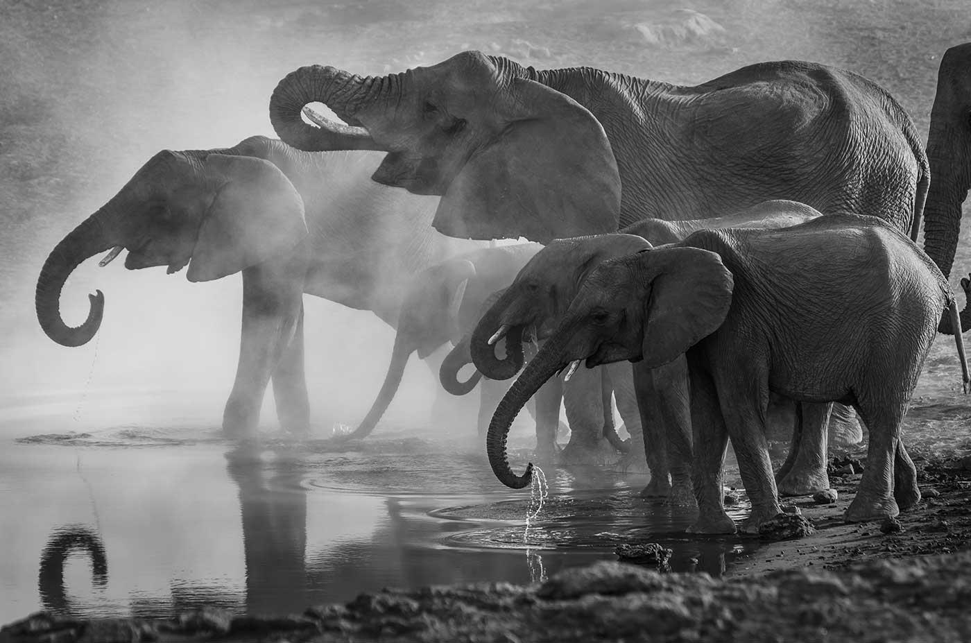 Elephants by the Water
