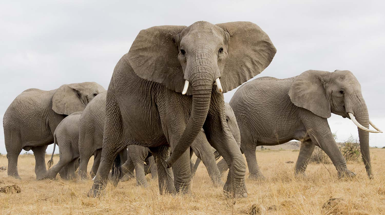 Elephants On African Safari Art Print
