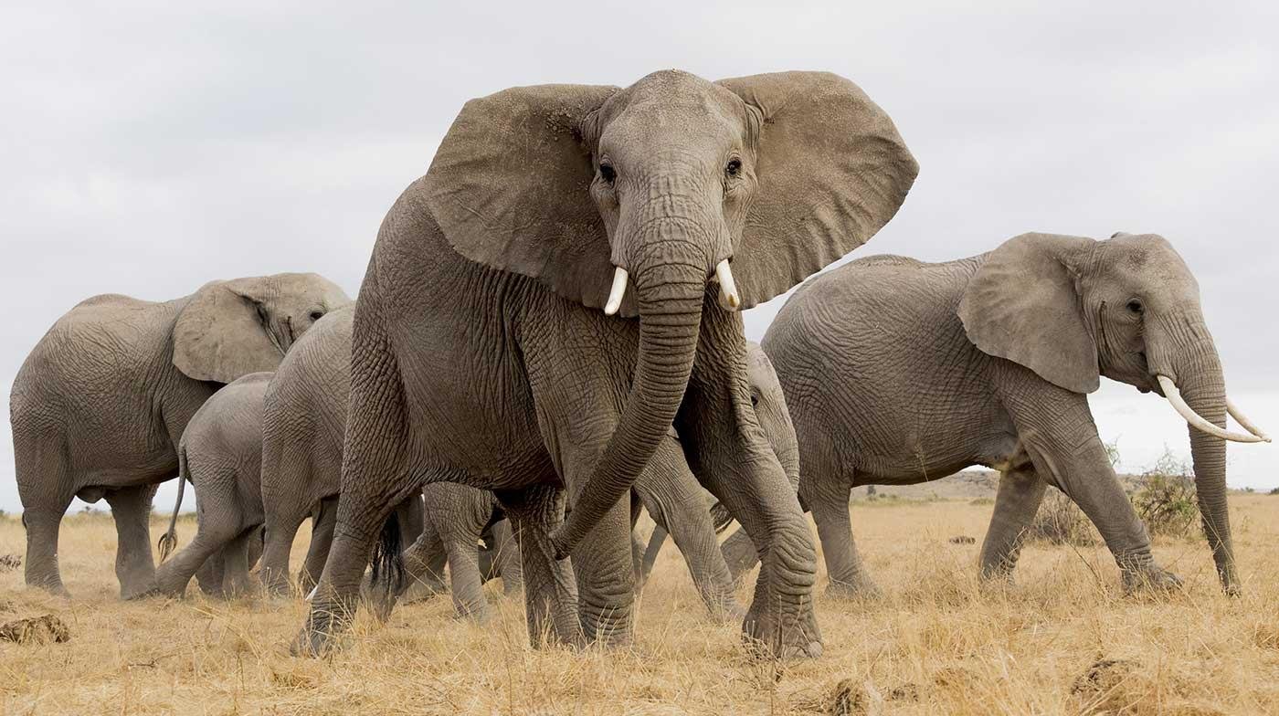 Elephants On African Safari as Art Print