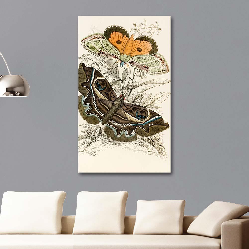 James Duncan Erebus crepuscularis, Triphaena materna Kelebekleri Kanvas Tablo