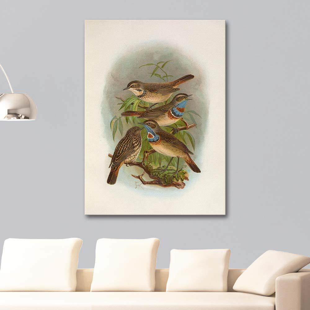 Erithacus Suecicus by Johann Friedrich Naumann as Art Print