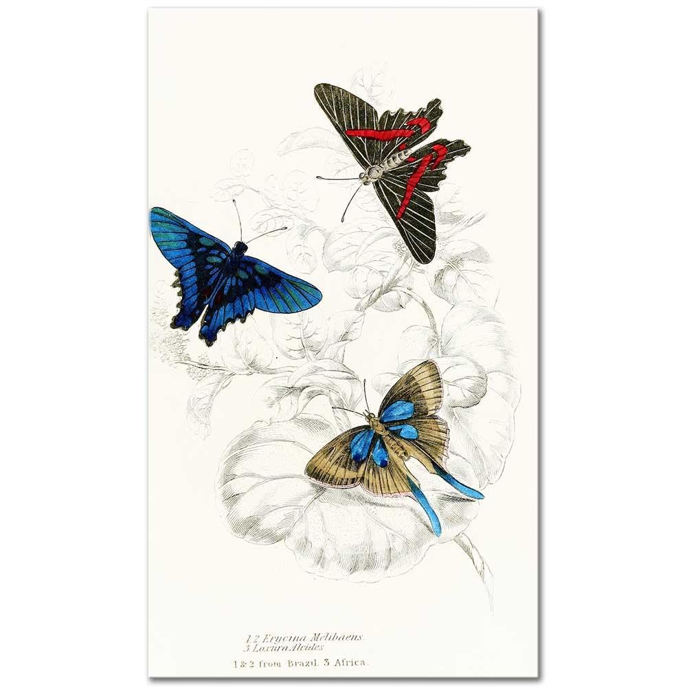 James Duncan Erycina Melibaeus, Laxura Alcides Kelebekleri Kanvas Tablo