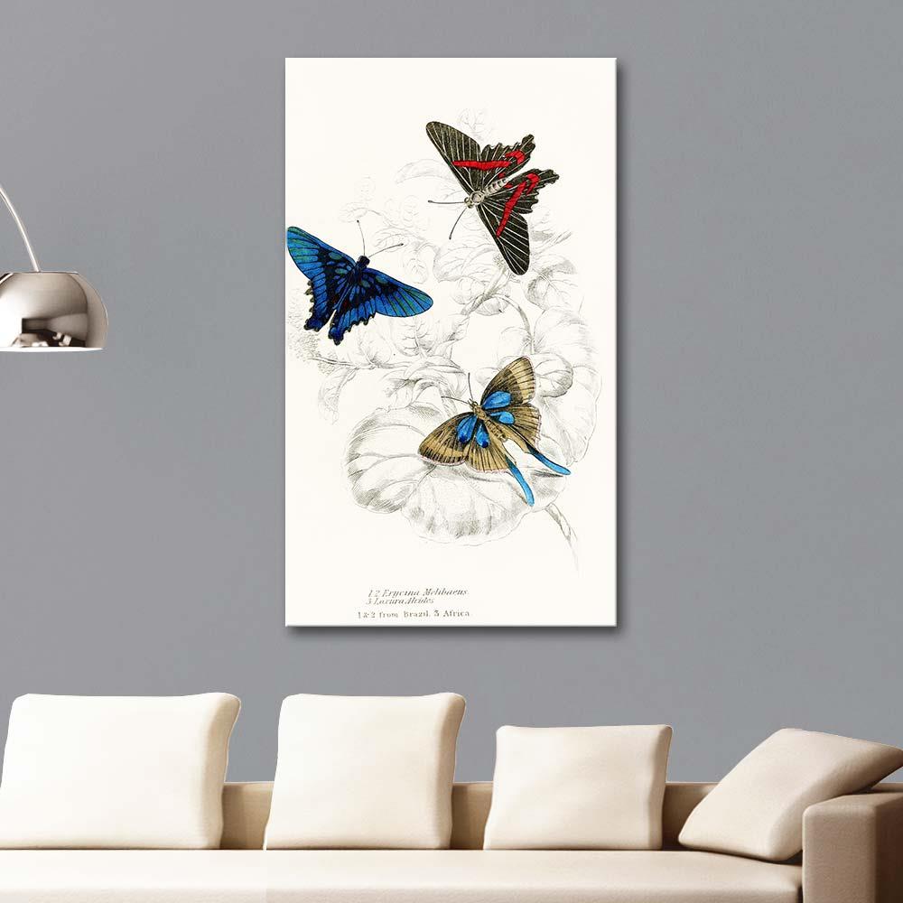 James Duncan Erycina Melibaeus, Laxura Alcides Kelebekleri Kanvas Tablo