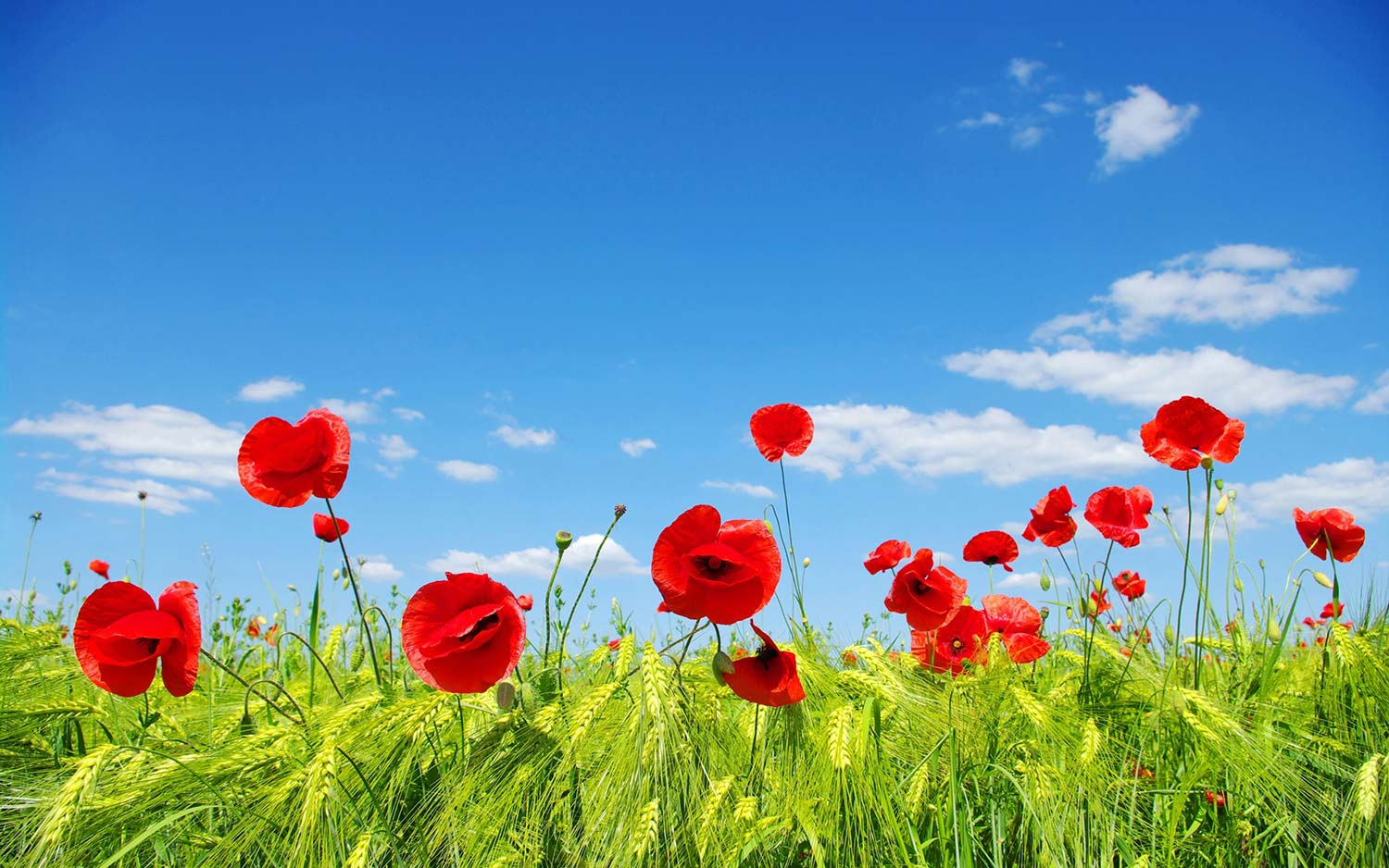 Flower Field With Red Poppies Art Print