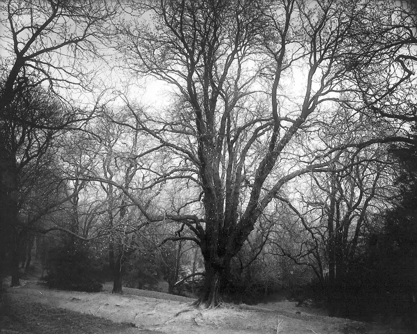 Josef Sudek Orman Kanvas Tablo