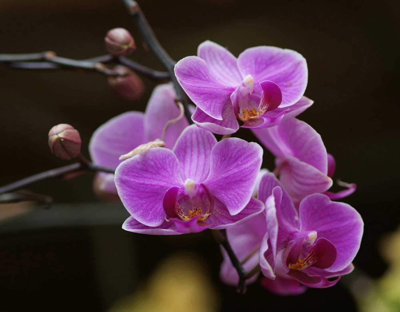 Fuşya Orkide Kanvas Tablo